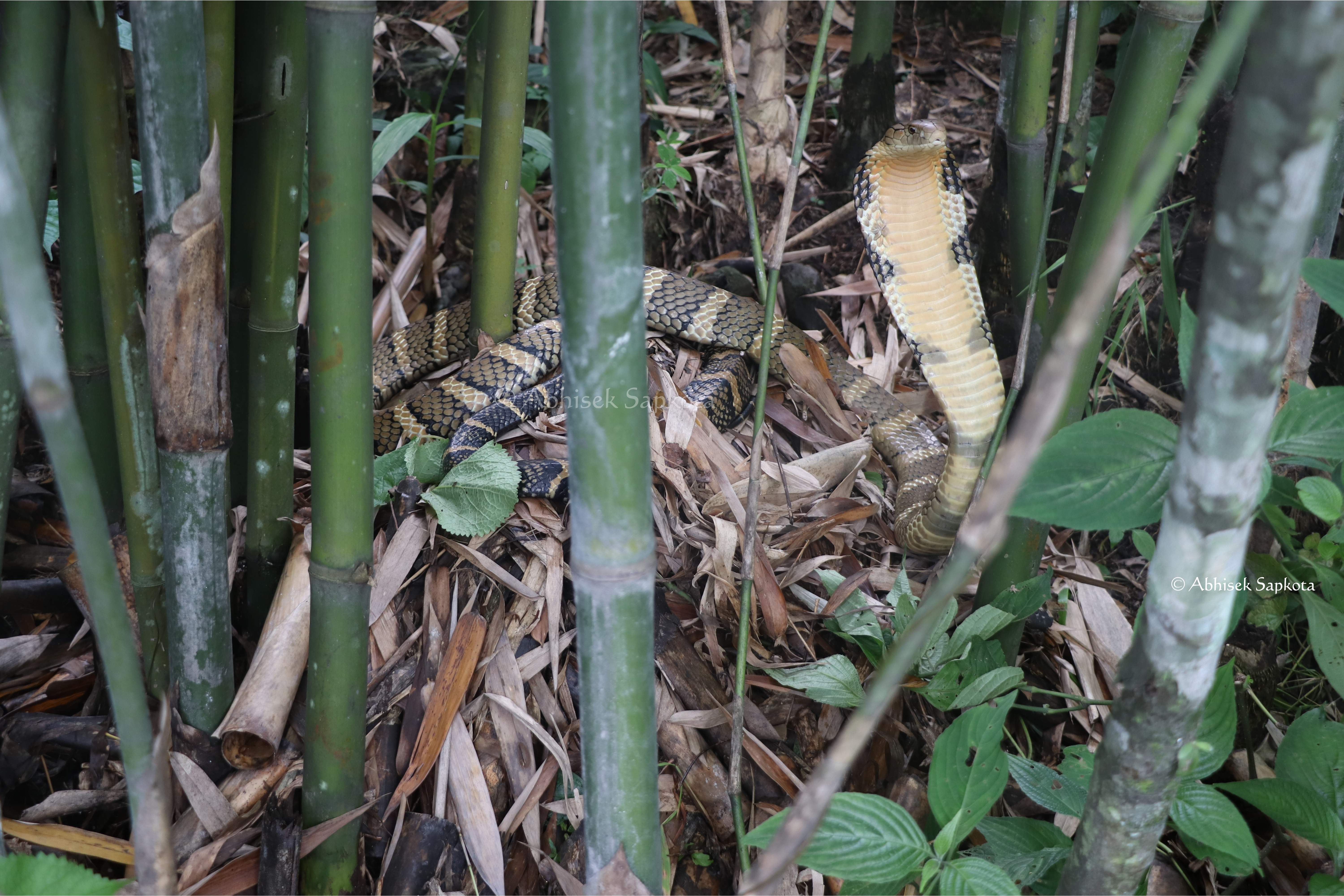 Project King Cobra: Nesting Site Protection, Behavioral Research, and Ecological Monitoring for Conservation Action