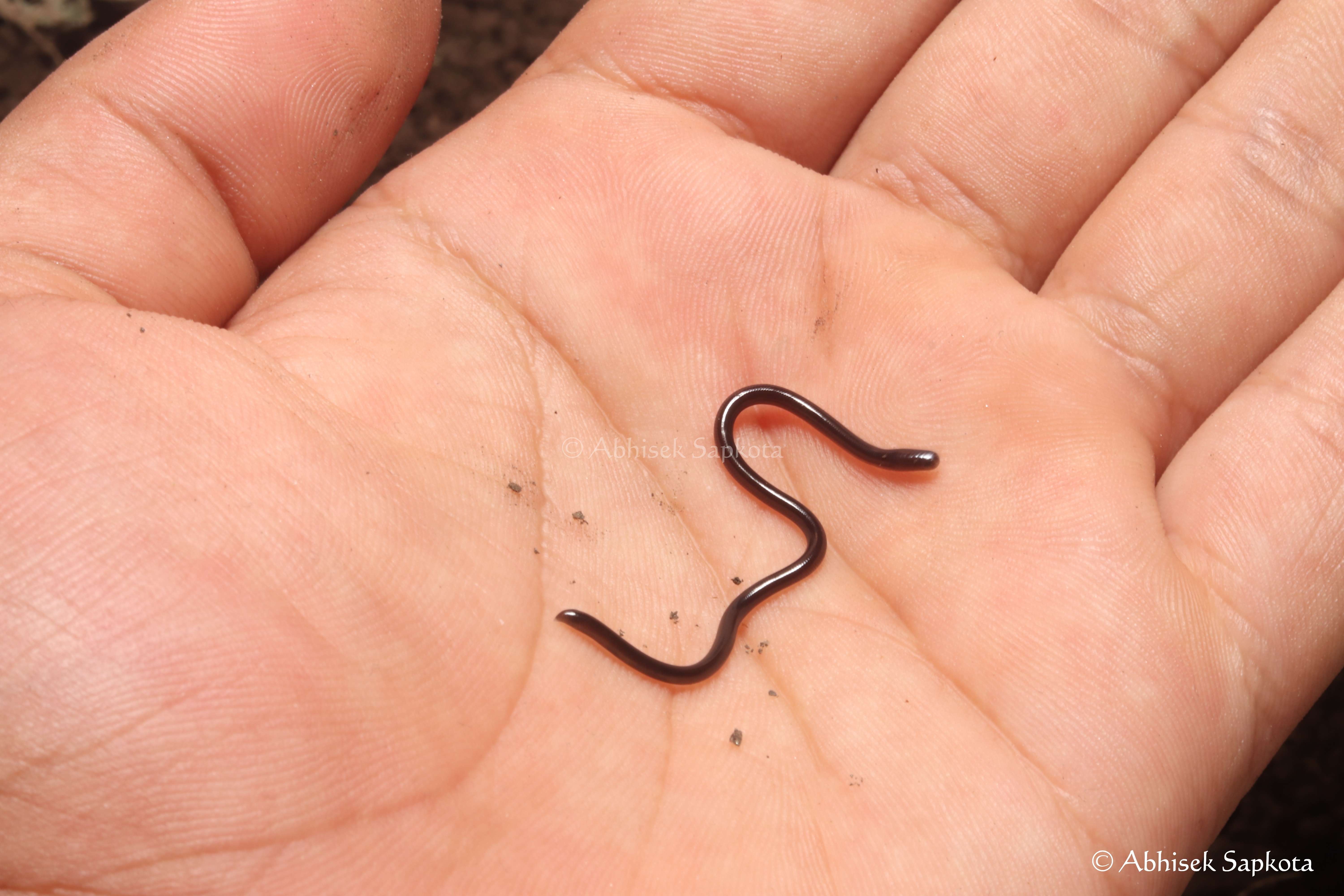 Brahminy blind snake