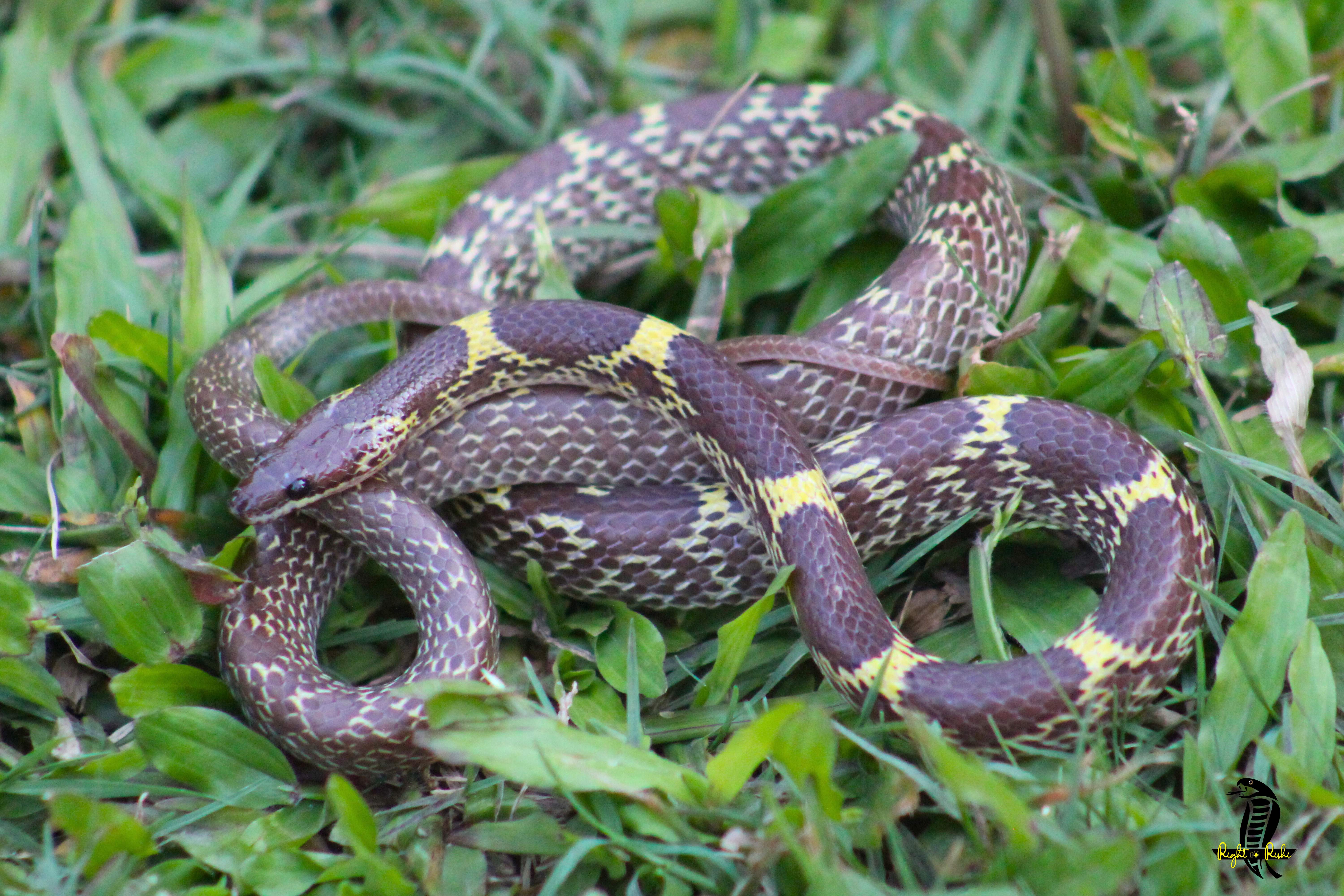 Common Wolf Snake